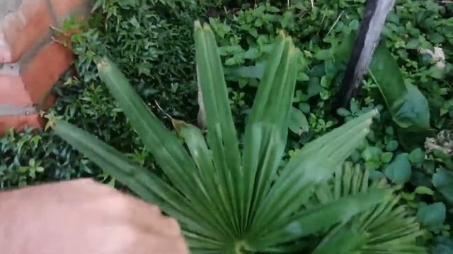 И перезимовавшие растения тоже. Часть два)