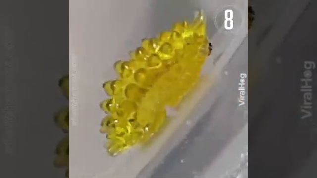 Les merveilles de la nature смотреть онлайн