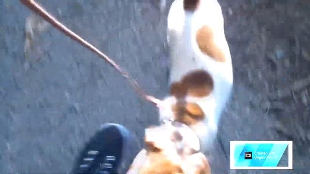 Первая прогулка с щенком. Джек рассел терьер, девочка Мия, 2 месяца