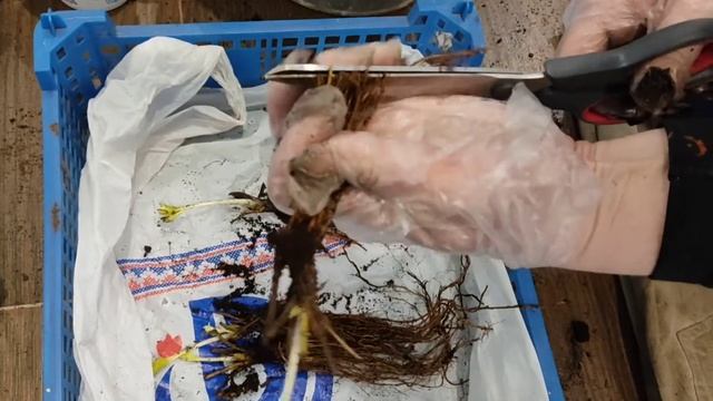 Временная посадка земляники (клубники) ?рассада фриго в марте смотреть онлайн