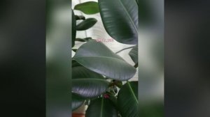 КАК ПОДРЕЗАТЬ ФИКУС КАУЧУКОНОСНЫЙ, ЧТОБЫ СТАЛ ПЫШНЕЕ.