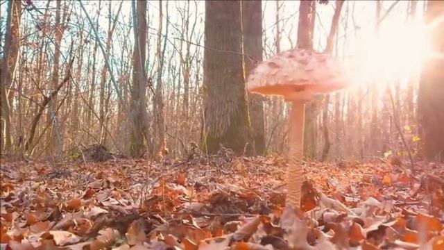Злравствуй, Осень смотреть онлайн