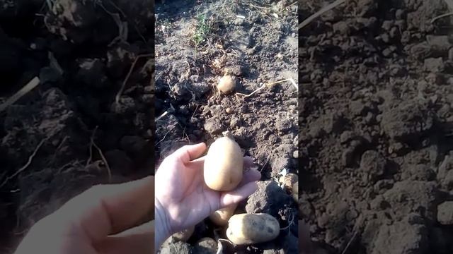 Картофель . ЛИДЕР . смотреть онлайн