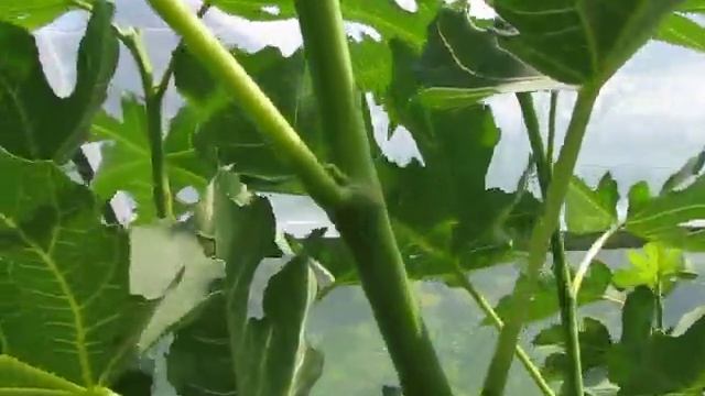 Плодоношение инжира Brown Turkey под Киевом - лето 2021. смотреть онлайн