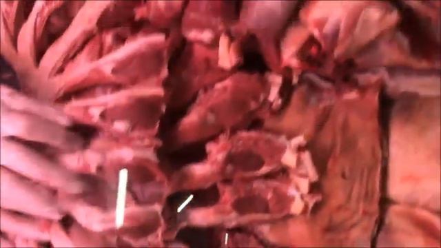 The Food Hub Group Колхозный рынок в Москве смотреть онлайн