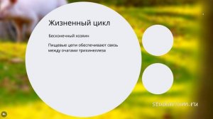 Трихинелла. Строение и жизненный цикл трихинеллы. Примеры решения заданий
