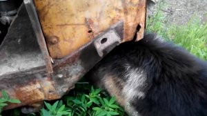 ДТ-75. Вопрос по ТНВД