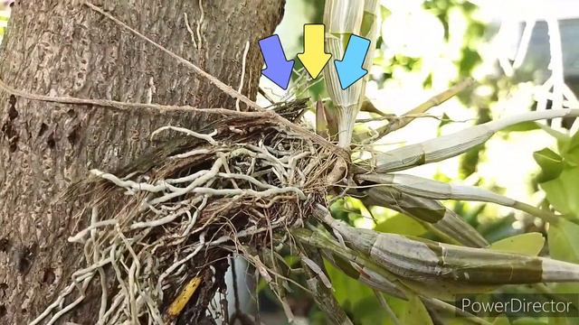 Орхидея Dendrobium Crumenatum обзор до и после. #orchid #plants #irisdominicana #орхидеядендробиум