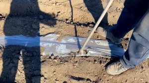 Как быстро посадить арбуз семенами на капельном поливе