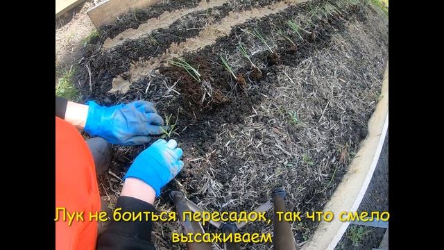 Моя аллелопатия на грядках! Морковь и лук! #морковь #рассада_лука #onion #carrot смотреть онлайн