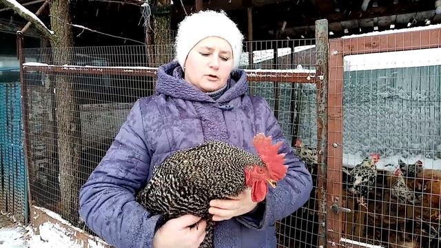 Зачем моим курам столько петухов. Жесткая конкуренция в стаде. смотреть онлайн