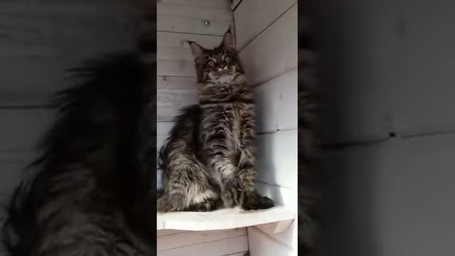Чёрный пятнистый кот полидакт (6/6/6/6), n24, 8 месяцев смотреть онлайн