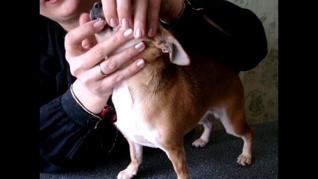 Как правильно чистить зубы собаке чихуа смотреть онлайн