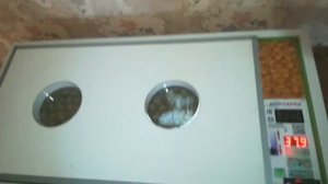 Инкубатор норма парка с 10