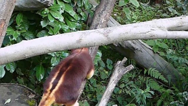 セスジキノボリカンガルー。Goodfellow's Tree Kangaroo.Yokohama Zoo.#03 смотреть онлайн