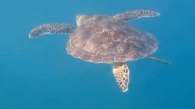 Морская черепаха. Sea green turtle. смотреть онлайн