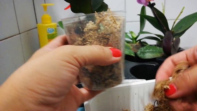 Что делать с азиатскими растениями после получения. смотреть онлайн