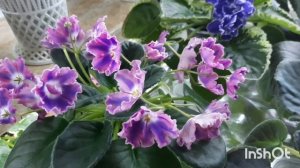 Показываю 13 неприхотливых и долго цветущих сортов фиалок! С ними справится даже новичок!