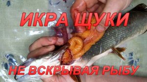 Икра щуки не вскрывая рыбу.