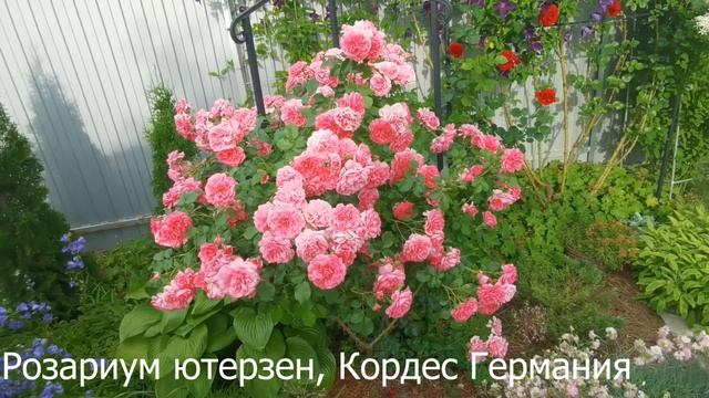 Прогулка по саду в разгар цветения роз, роза Розанна и другие, все розы с названиями. 12.06.2022 г. смотреть онлайн