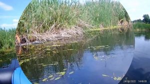 МАТЬ-УТКА  И СЕМЕРО  УТЯТ НА  ПСЛЕ.