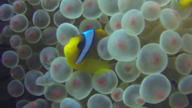 Dive Club Italiano - Incredibile Anemone a puntini Rosa смотреть онлайн