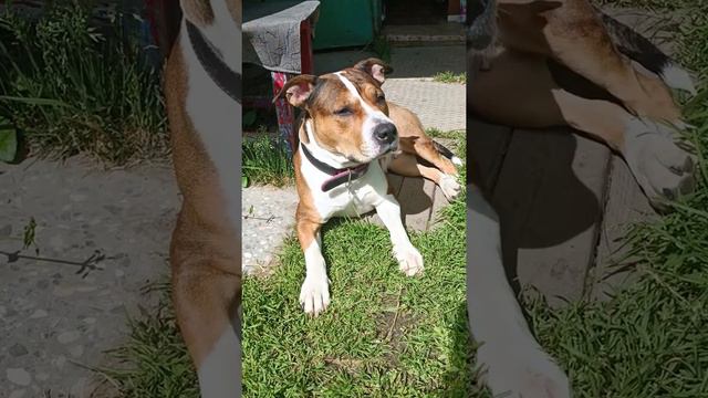 Собака на даче отдыхака! 🐶 #амстафф #лето #дача смотреть онлайн