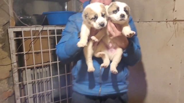 #алабай #сао 🐕 Контрольное взвешивание 5 недель. Часть 2 🦴 смотреть онлайн