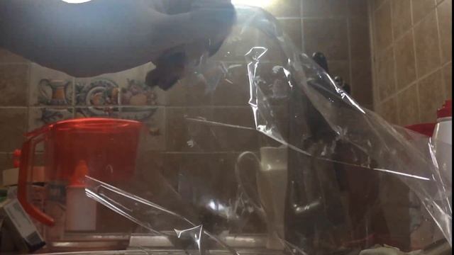 Животные в Зоопарках