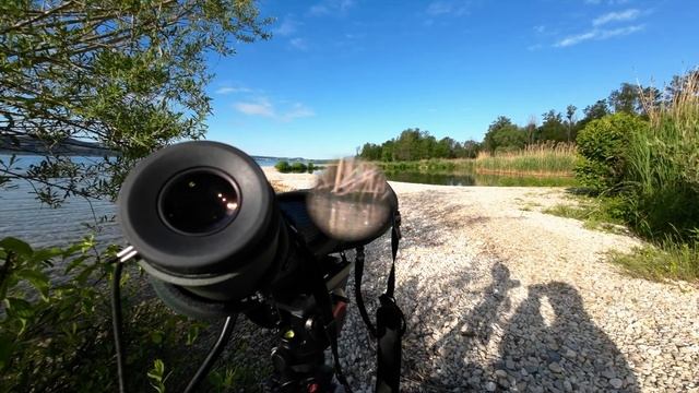 SKETCH'N NATURE - enjoy a beautiful morning walk at the lake (The grebes have chicks!!)?? ? смотреть онлайн