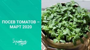 Если семена красные, надо замачивать? Посев томатов – март 2020