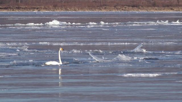 Одинокий лебедь.