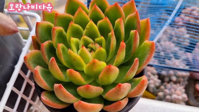 파란#가을하늘#아래서#이뻐지고 있는 #국민다육 #날씨가 춥네요🍁감기조심 하세요 🤣 смотреть онлайн