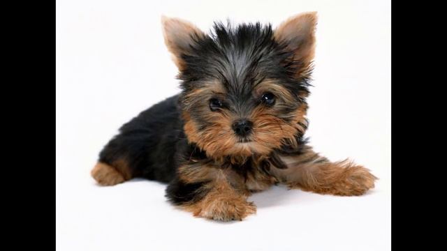 Милые пёсики!: смотреть онлайн