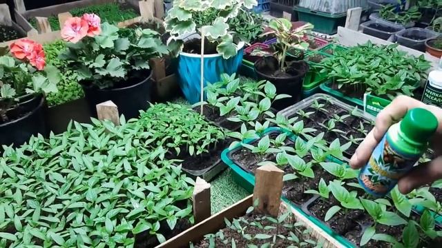 Подкормка рассады перцев. смотреть онлайн