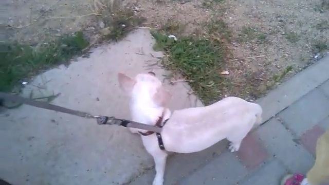 Белая чихуахуа смотреть онлайн