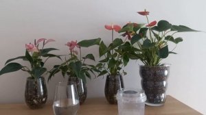 РАЗМНОЖЕНИЕ Антуриума ЛИСТОМ Внимание ЭКСПЕРИМЕНТ