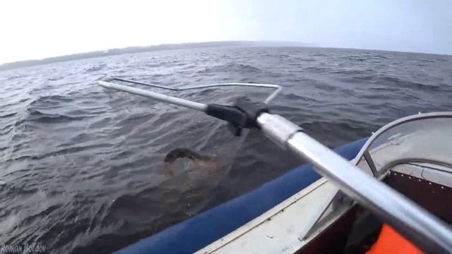 Рыбалка мечты? ГИГАНТСКИЕ ОКУНИ ГНУТ УДОЧКИ и РВУТ ПРИМАНКИ? Ловля Крупного Окуня в ноябре на Волге смотреть онлайн