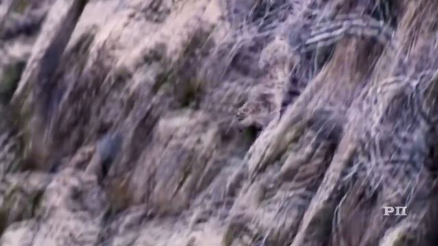 Слон против носорога и бегемота. Девять жизней кошки. смотреть онлайн