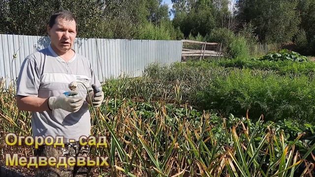 Когда и как я убираю озимый чеснок смотреть онлайн