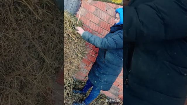 Трудовой день. Решение проблем по хозяйству. Небыло сена смотреть онлайн