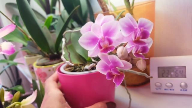 Дендробиум нобиле! Что цветет.. смотреть онлайн