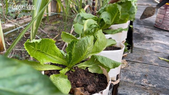 How To GROW ICEBERG Lettuce from seeds to Harvest with Full Updated | Garden Ideas смотреть онлайн