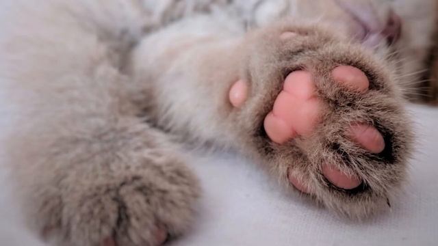 Почему кот точит когти о вашу мебель? Поведение котов? Как воспитать кота правильно? смотреть онлайн