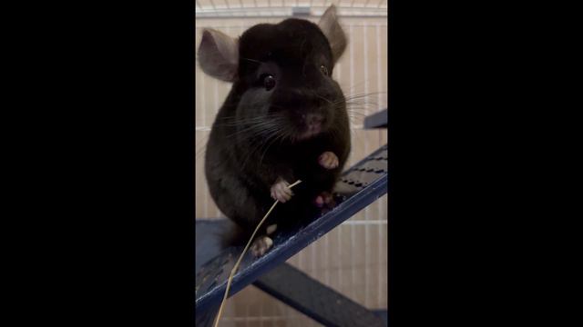 шиншилы смотреть онлайн