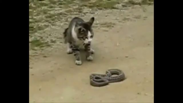 Кот против змеи ! Приколы! смешные коты смешные животные! / fun! funny animals! funny cats смотреть онлайн