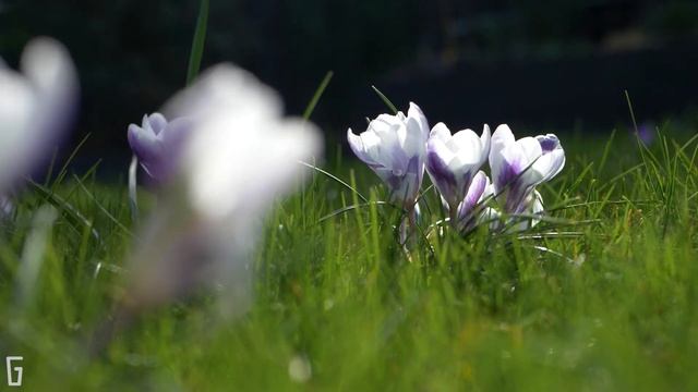 Beautiful Crocus Lawn: a collection of purple, yellow & white flowers best suited for a crocus lawn смотреть онлайн