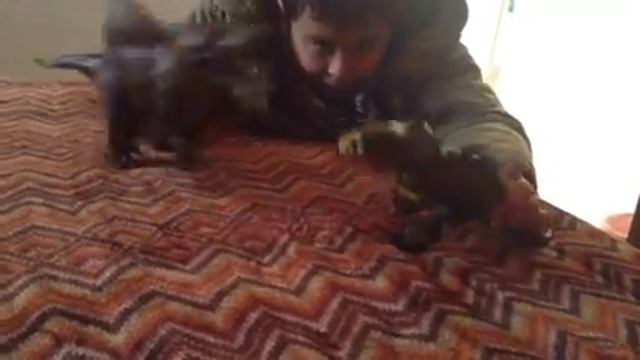 Dino bubbles part 6 смотреть онлайн