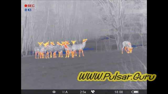 Pulsar Helion XP50 демонстрация работы