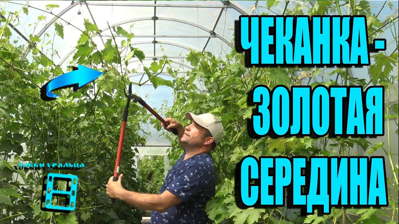 ВАЖНОЕ! ЗАЧЕМ И КОГДА ПРОВОДИТЬ ЧЕКАНКУ ВИНОГРАДА? СЕВЕРНЫЙ ВИНОГРАДНИК 13-21. ВИНОГРАД В ТЕПЛИЦЕ смотреть онлайн